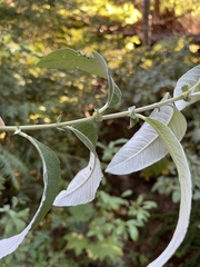 Salix sitchensis