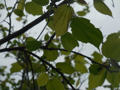 Heliocarpus