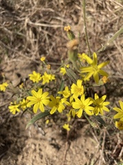 Croptilon divaricatum