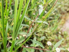 Atractomorpha sinensis