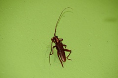 Dejanira quadripunctata