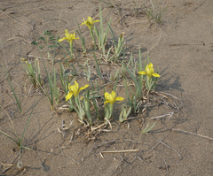 Iris humilis
