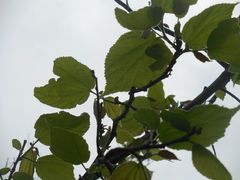 Heliocarpus