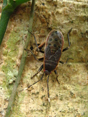 Physopelta gutta