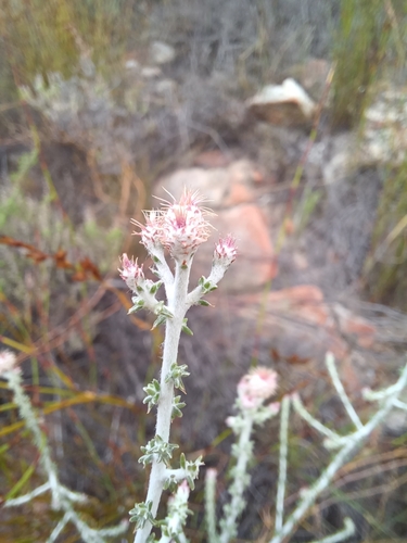 Image of Lachnospermum neglectum by (c) Danie Palm, some rights reserved (CC BY)