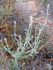 Lachnospermum neglectum