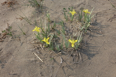Iris humilis