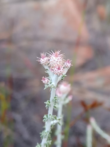 Image of Lachnospermum neglectum by (c) Danie Palm, some rights reserved (CC BY)