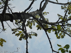 Simarouba