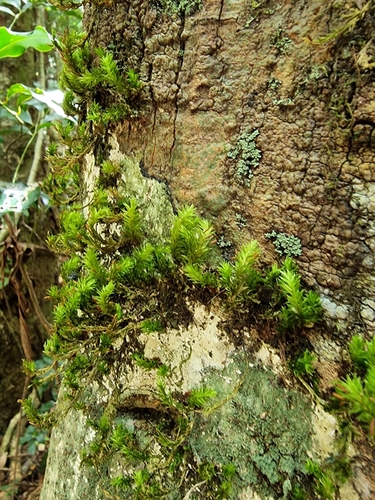 Garovaglia elegans observed 2022-11-05