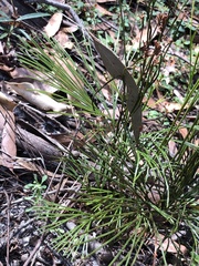 Schizaea bifida