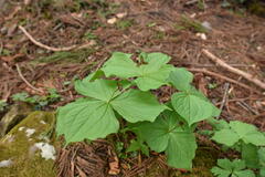 Trillium apetalon