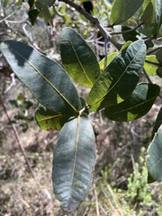 Angophora hispida