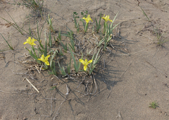 Iris humilis
