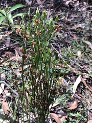 Schizaea bifida