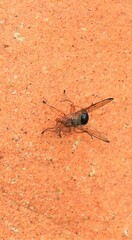 Lamprogaster flavipennis
