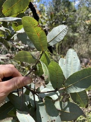 Angophora hispida