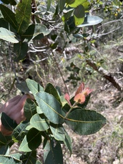 Angophora hispida