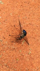 Lamprogaster flavipennis