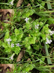 Lindernia rotundifolia