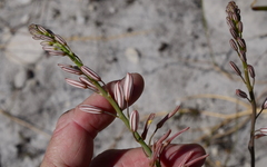 Trachyandra tabularis
