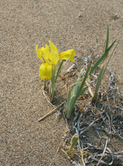 Iris humilis