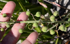 Trachyandra tabularis