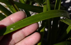 Trachyandra tabularis