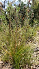 Schoenus villosus