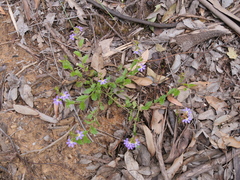 Scaevola microphylla