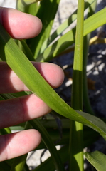 Trachyandra tabularis