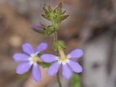 Scaevola microphylla
