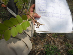 Simarouba