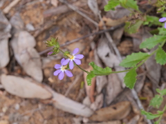 Scaevola microphylla