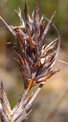 Schoenus villosus