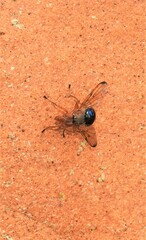 Lamprogaster flavipennis