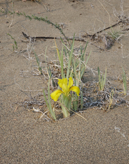 Iris humilis