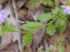 Scaevola microphylla