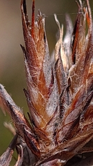 Schoenus villosus