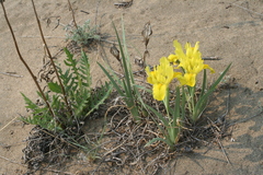 Iris humilis