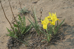 Iris humilis