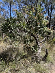 Angophora hispida