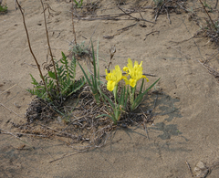 Iris humilis