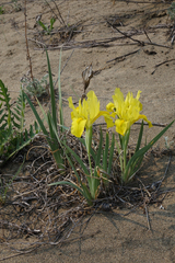 Iris humilis