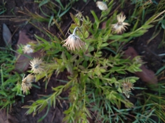 Pseudopegolettia tenella