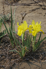Iris humilis