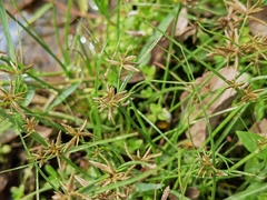 Cyperus flavidus