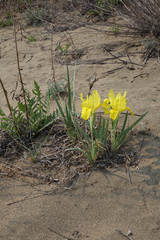 Iris humilis