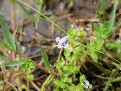 Lindernia rotundifolia