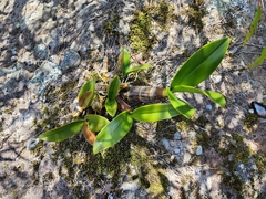 Dendrobium speciosum